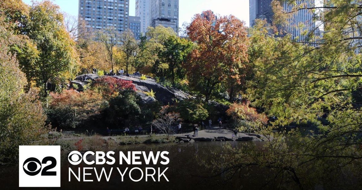 Fall foliage peaking in Central Park CBS New York