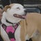 Tiki the dog helps Illinois man survive gunshot to the head