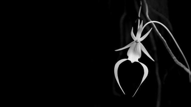 Ghost Orchid 