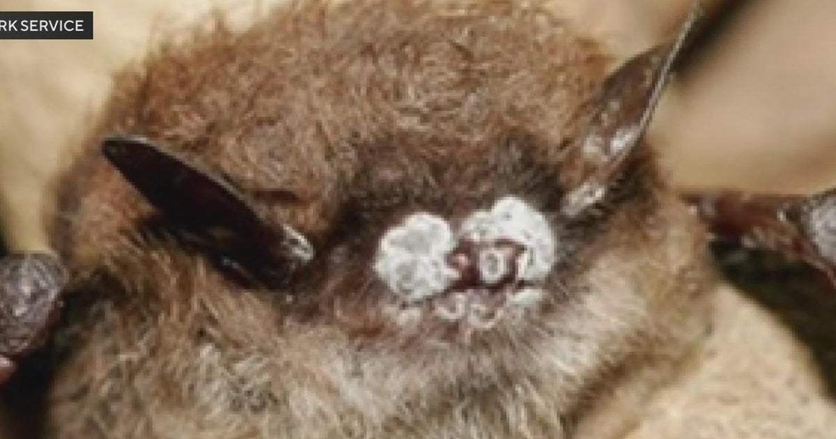 Fungus detected in some Northern California bats could lead to crop issues
