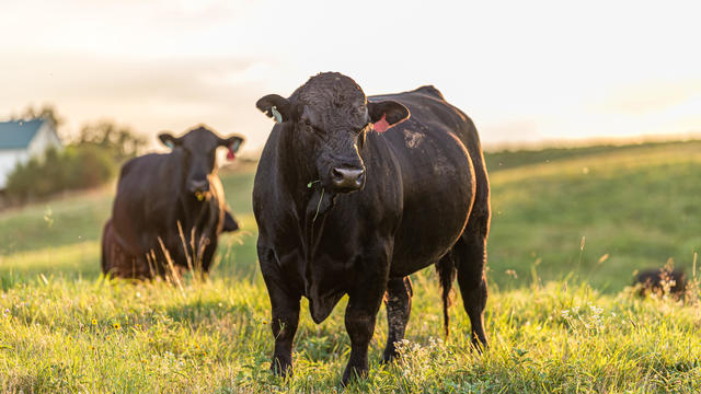 Large bull standing in a field at sunset with grass hanging from his mouth and cows behind him 