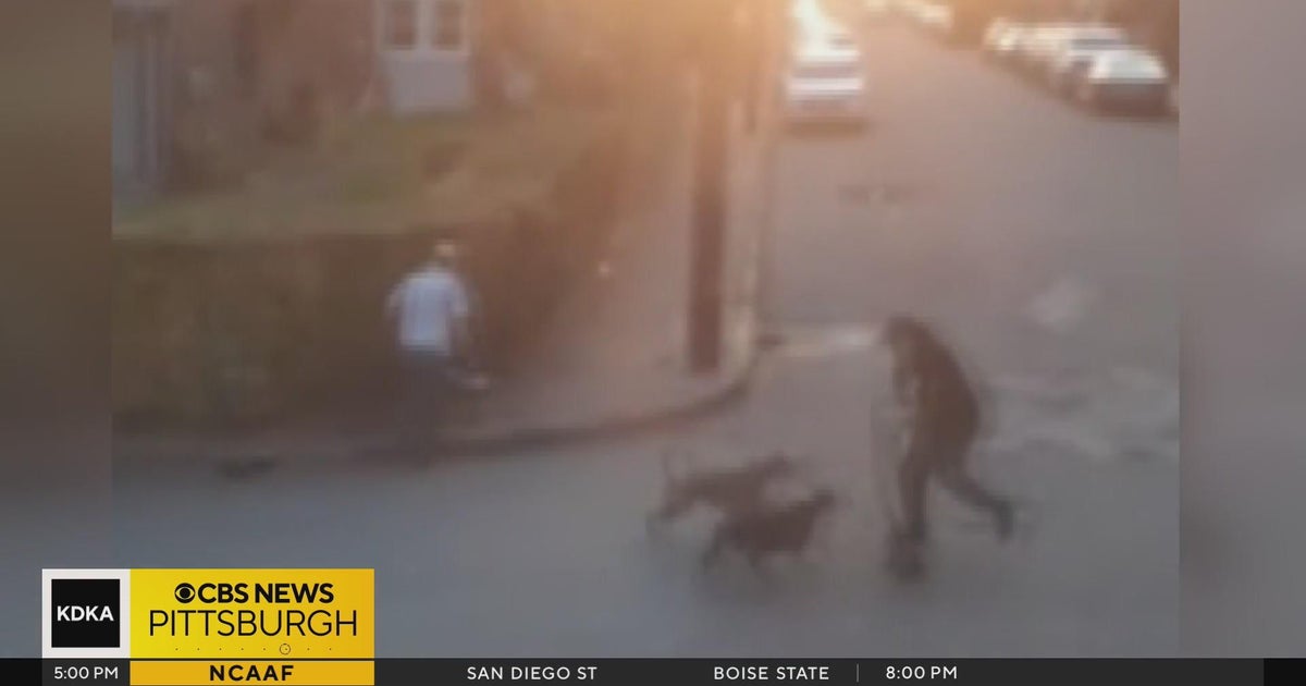 Loose pit bulls bite people during trick-or-treat in Pennsylvania - CBS ...