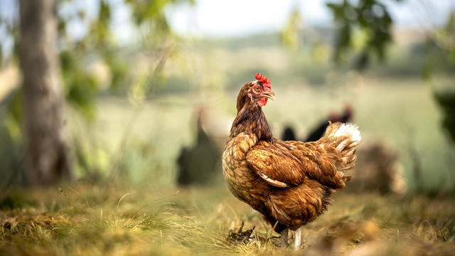 Sustainably Raised Chicken In Species-Appropriate Free-Range Husbandry 