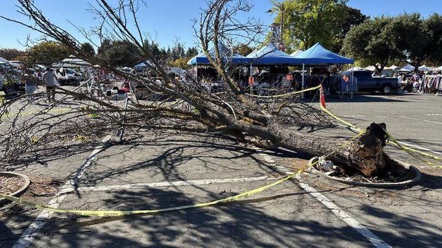 fallen-tree-injures-two-san-joaquin-delta-cc-district-pd.jpg 