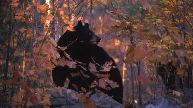 Raising black bears in New Hampshire 