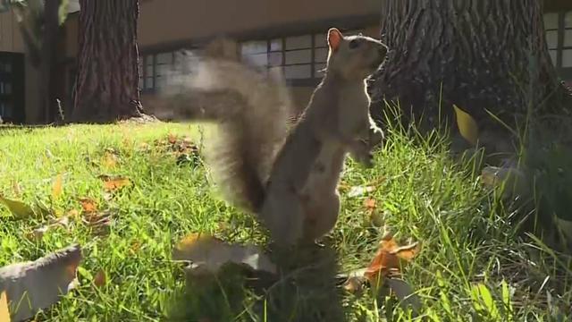 sac-state-squirrel.jpg 