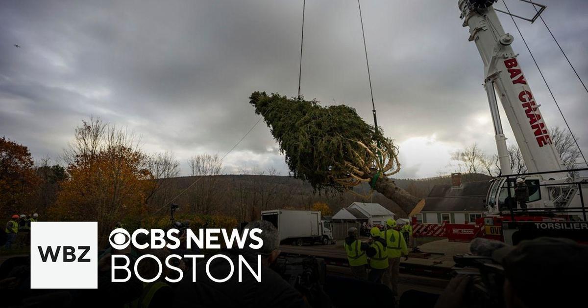 Tree cut down in Massachusetts for Rockefeller Center Christmas show