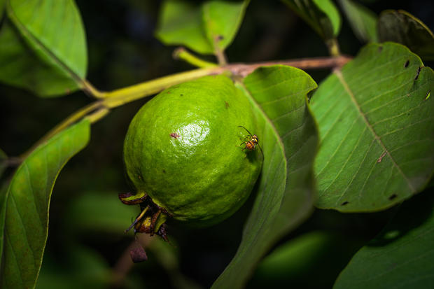 Psidium Guajava - Guava - Fruit Fly (Bactrocera Dorsalis) 