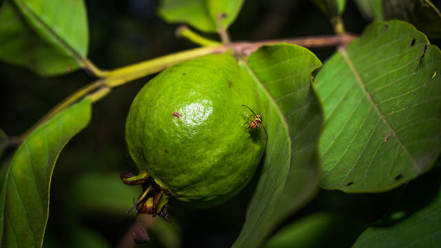 Psidium Guajava - Guava - Fruit Fly (Bactrocera Dorsalis) 