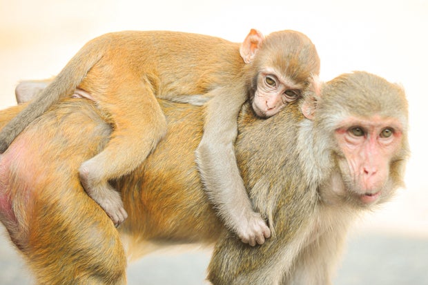 Monos macacos Rhesus en el santuario de Hazrat Chasni Pir, Bangladesh