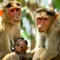 43 monkeys escape South Carolina research facility