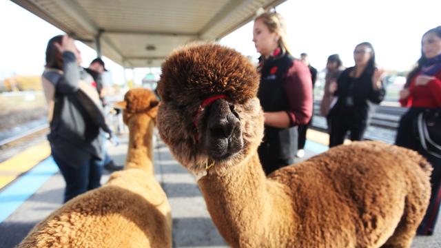 Alpacas ride the GO 