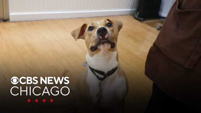 Pets news Today s latest updates CBS Chicago