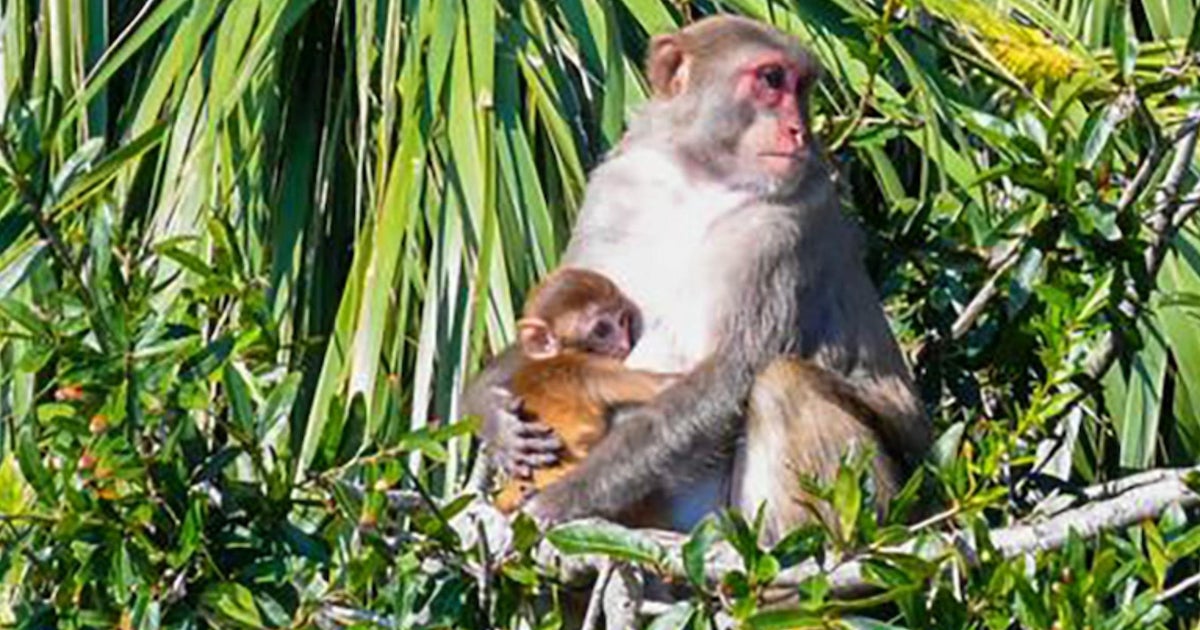 Some monkeys are still on the loose after escaping South Carolina lab