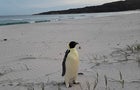 australia-emperor-penguin-ap24316195659894.jpg 