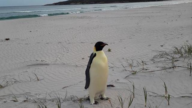 australia-emperor-penguin-ap24316195659894.jpg 