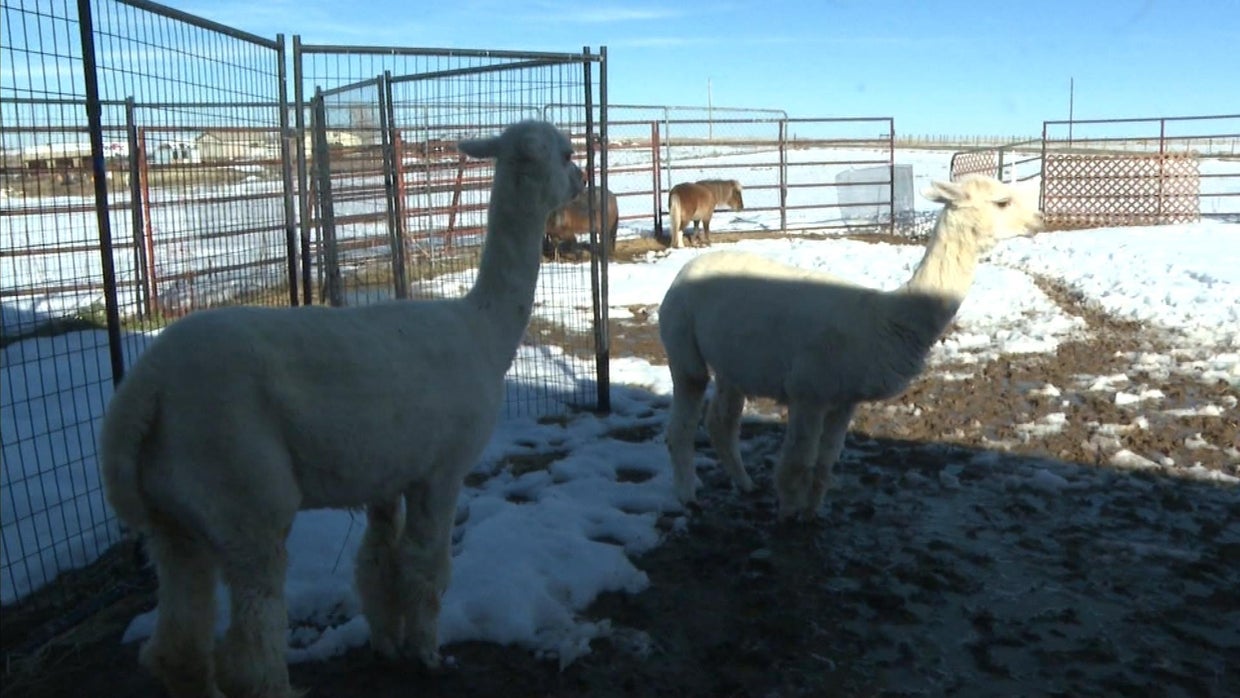 Long-running Colorado animal sanctuary Creative Acres facing 