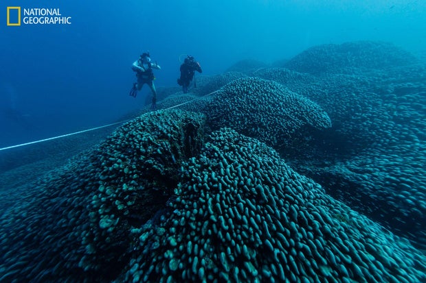 solomons-coral-natgeo-7pghc8-q.jpg
