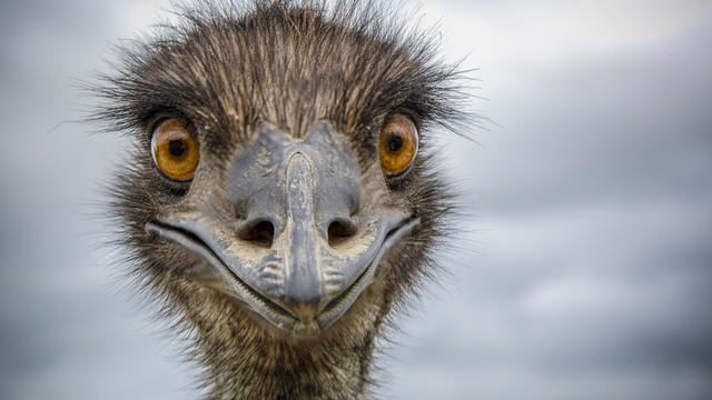 Close-Up of an Australian Emu 