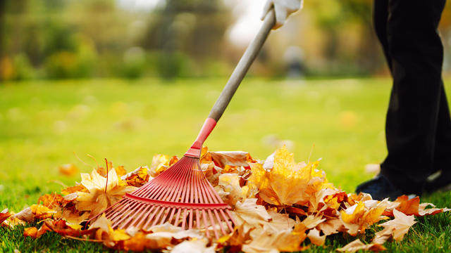 Rake with fallen leaves in the park. Janitor cleans leaves in autumn. 