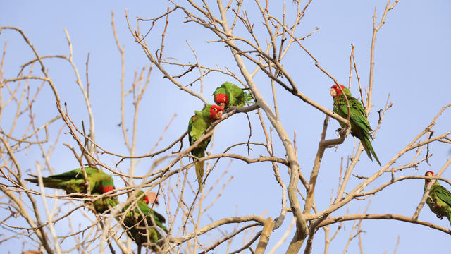 Seasonal parrots gather in a roost in Temple City, where their loudness can be overwhelming. Pasadena Audubon Society shows visitors where the parrots roost in Temple City on Jan. 23, 2023. 