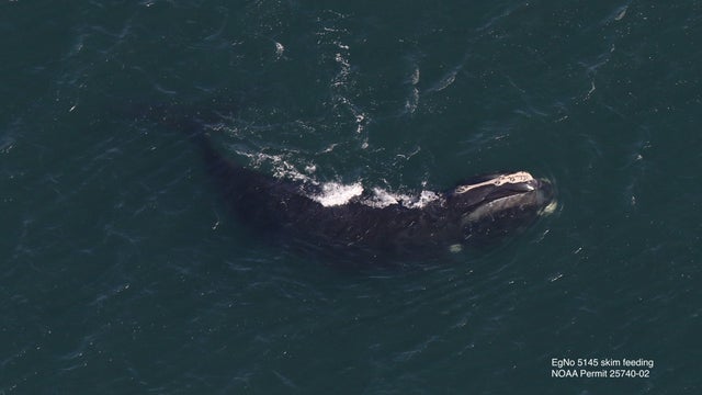 skim-feeding-whale.jpg