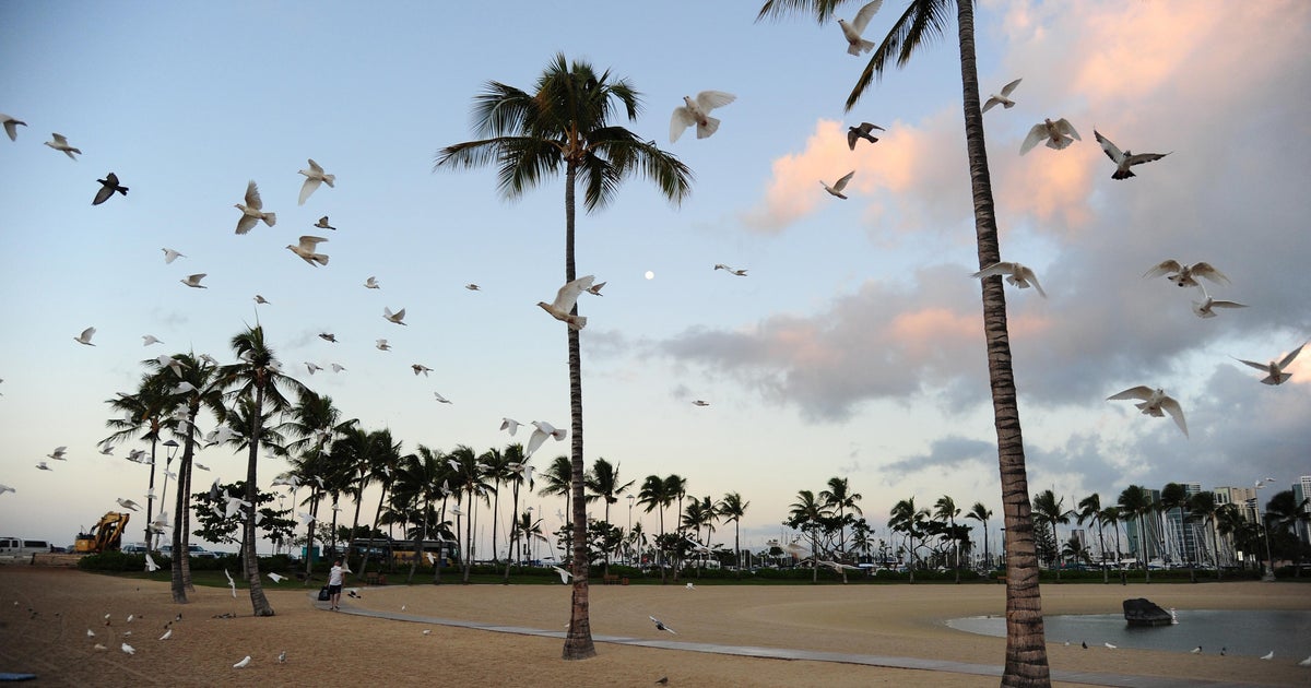 Bird flu reaches Hawaii, the last state that had escaped it Bird flu reaches Hawaii, the last state that had escaped it