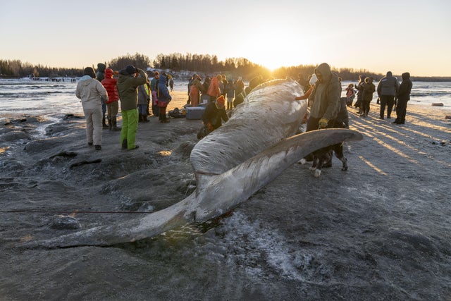 Gigantic fin whale washed up on Alaska's shore 
