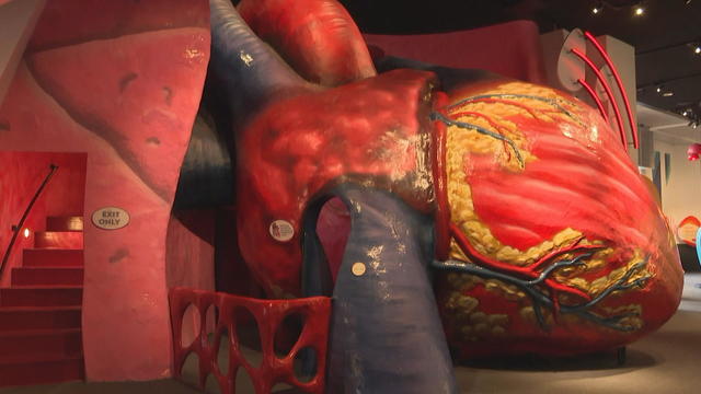 The Giant Heart exhibit at the Franklin Institute 