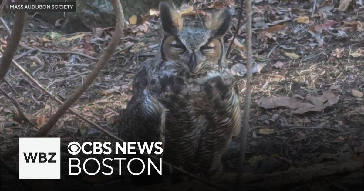 Birds of prey in Massachusetts are being poisoned by rodenticides