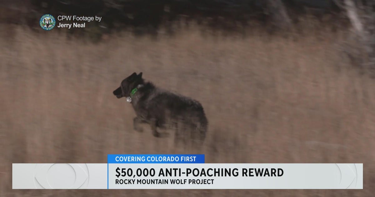 Rocky Mountain Wolf Project launches anti-poaching reward this week ...