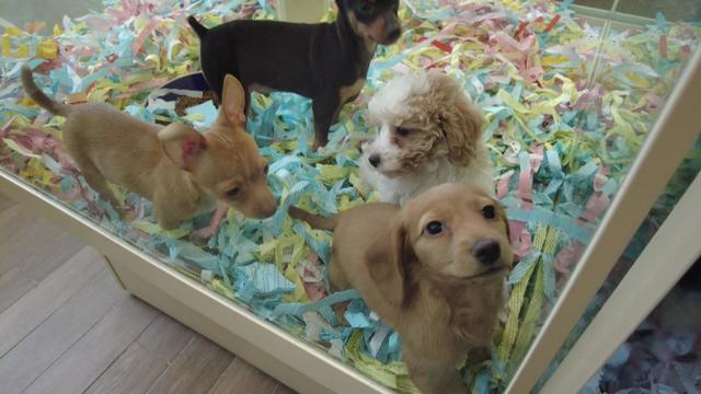 Four puppies of varying breeds sit in a glass case covered in colorful scraps of paper. 