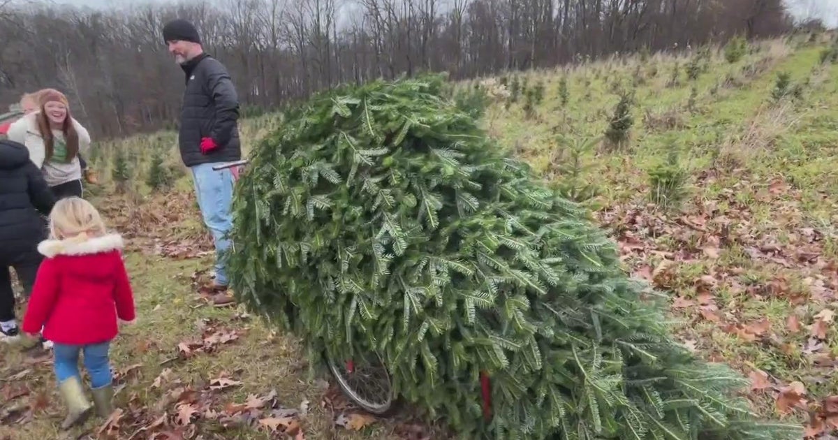 Butler County Christmas tree farm open for the season - CBS Pittsburgh