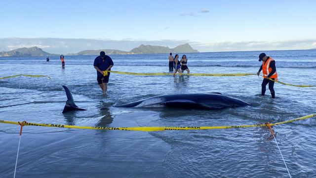 New Zealand Whale Stranding 