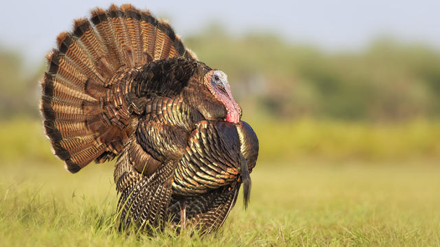 Wild Turkey Tom 