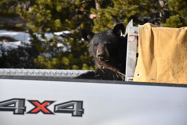 bear3-cubs-released-from-cpw.jpg 