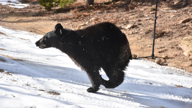 bear2-cubs-released-from-cpw-copy.jpg 