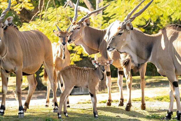 the-newborn-giant-eland-appears-in-the-herd-at-zoo-miami.jpg 