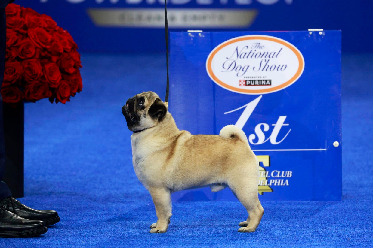 2024 National Dog Show won by Vito the pug. See all the results from