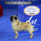 2024 National Dog Show won by Vito the pug. See all the results.