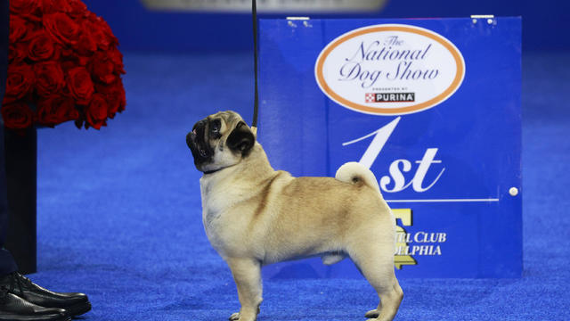 The National Dog Show Presented by Purina - Season 23 