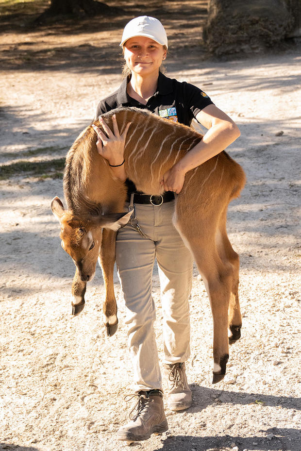 a-zoo-miami-worker-holds-the-giant-eland-born-wednesday.jpg 