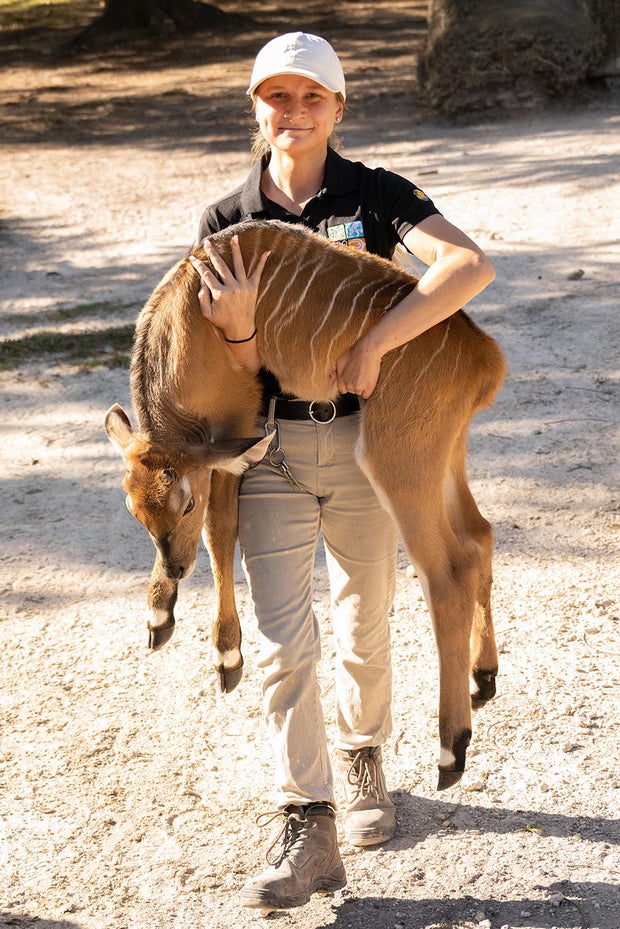 a-zoo-miami-worker-holds-the-giant-eland-born-wednesday.jpg