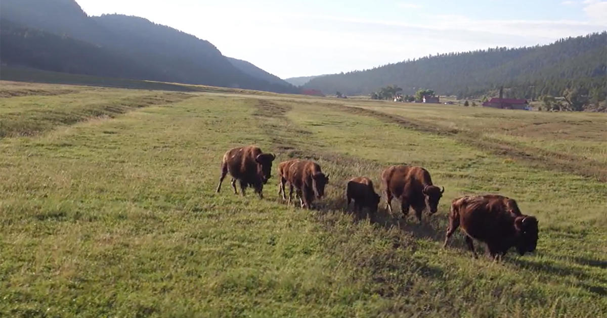 Ted Turner's nature preserves: A carefully curated "Heaven on Earth"