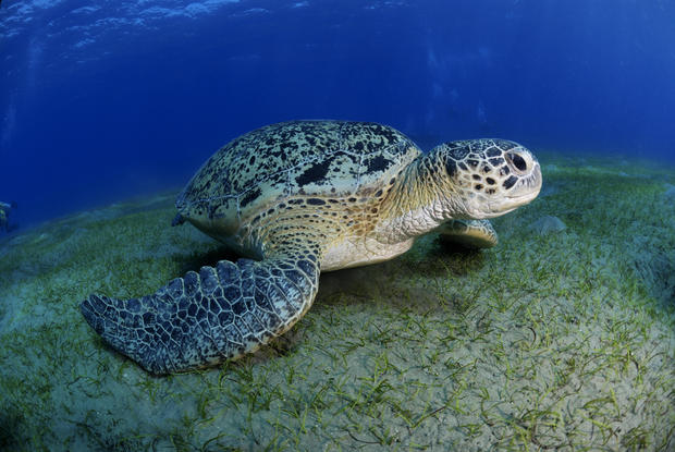 Green turtle 