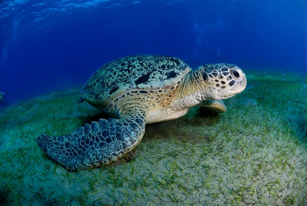 हरा कछुआ