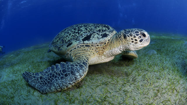 Green turtle 