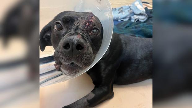 Maverick, the dog shot in the head in Southwest Philadelphia 