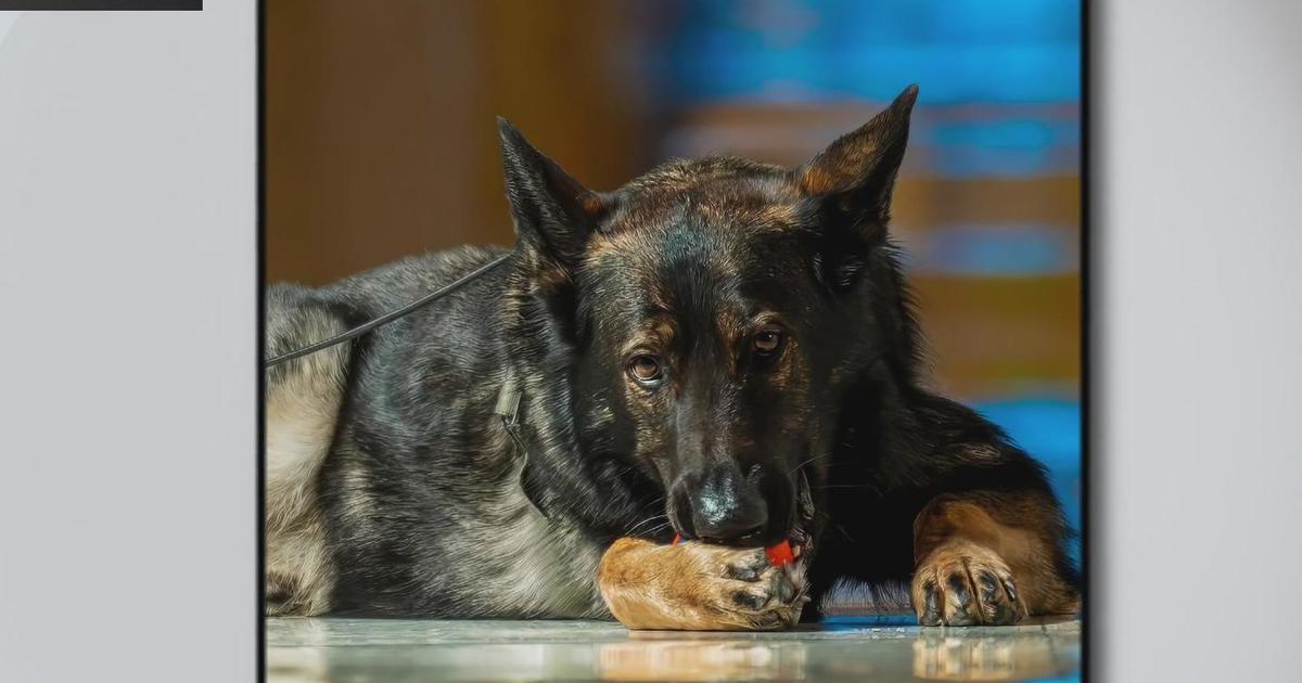 Dallas Love Field Airport TSA canine appears in 2025 TSA calendar