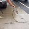 Driver finds highly venomous snake "slithering up her leg"